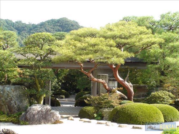 Bonsai, cay canh nghe thuat, cây cảnh nghệ thuật, cay the, cây thế, triển lãm bonsai, trien lam bonsai, triển lãm cây thế, trien lam cay the